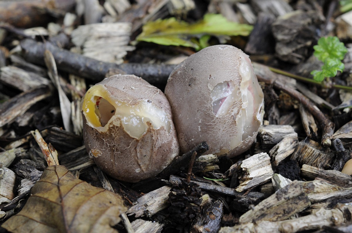 Ipak porno filmida Bir soat davom etgan rus porno video